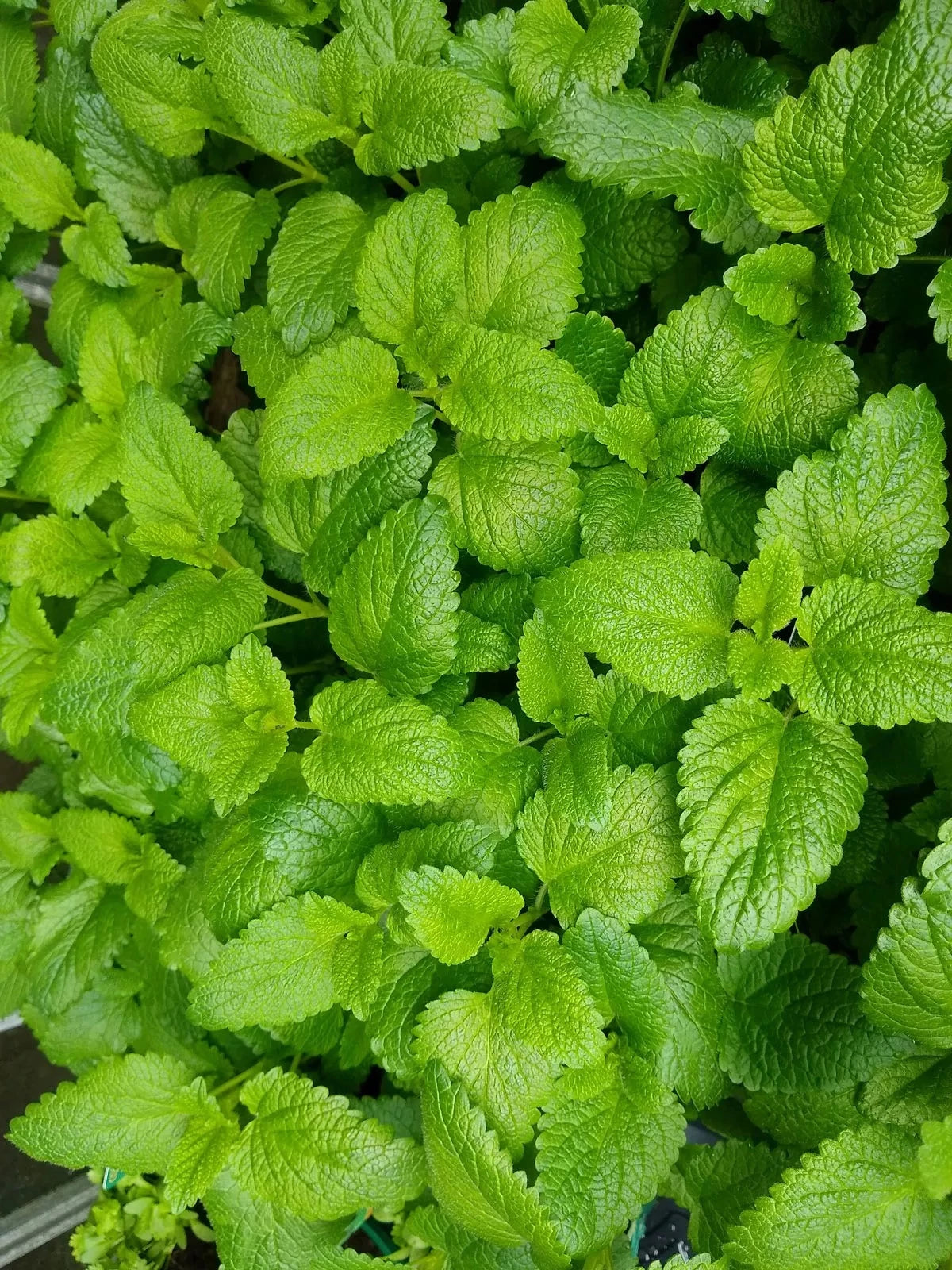 Lemon Balm Tea
