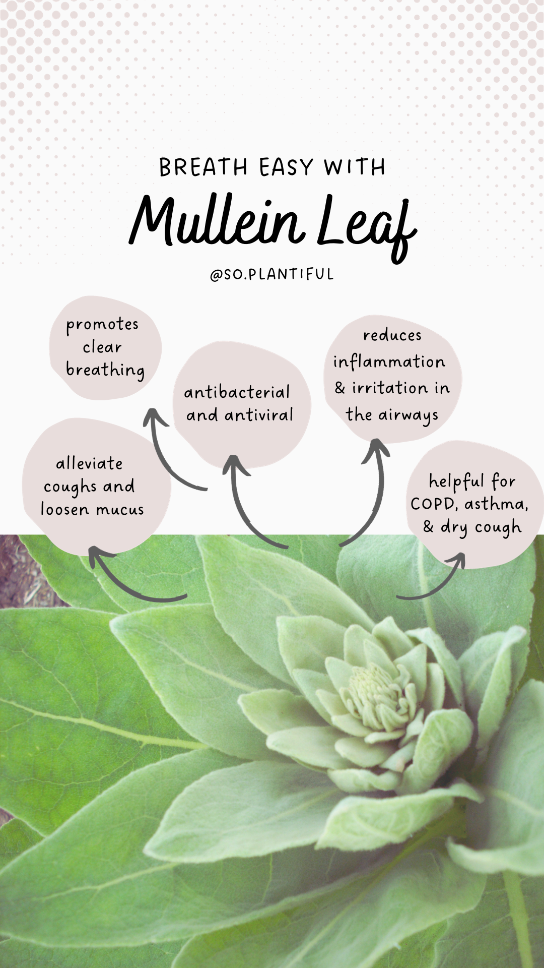 Mullein Loose Leaf Tea