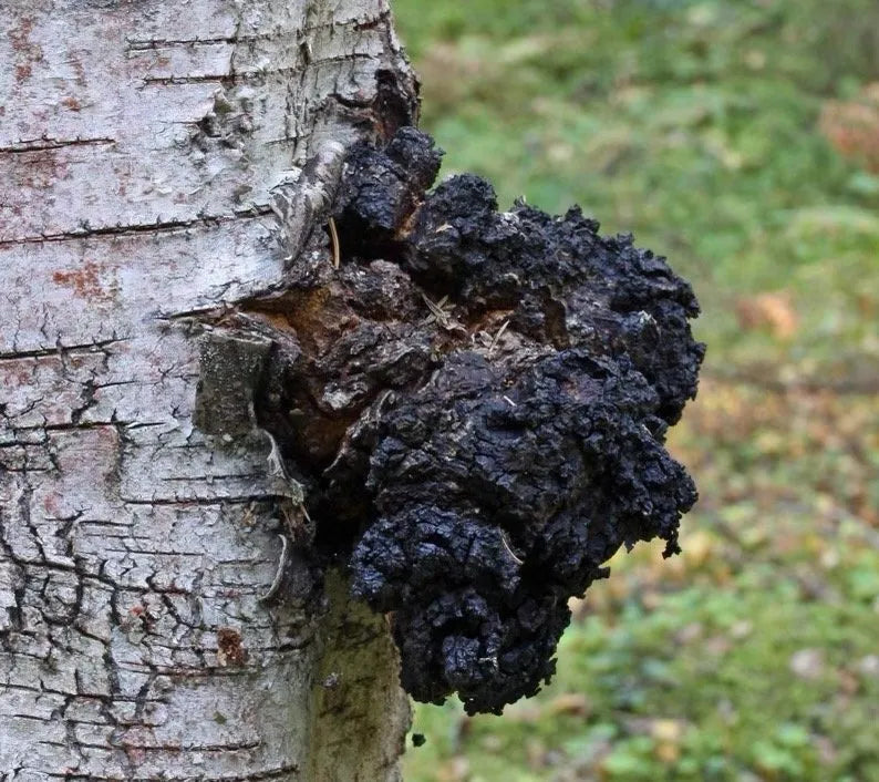 Ground Chaga Mushroom Tea