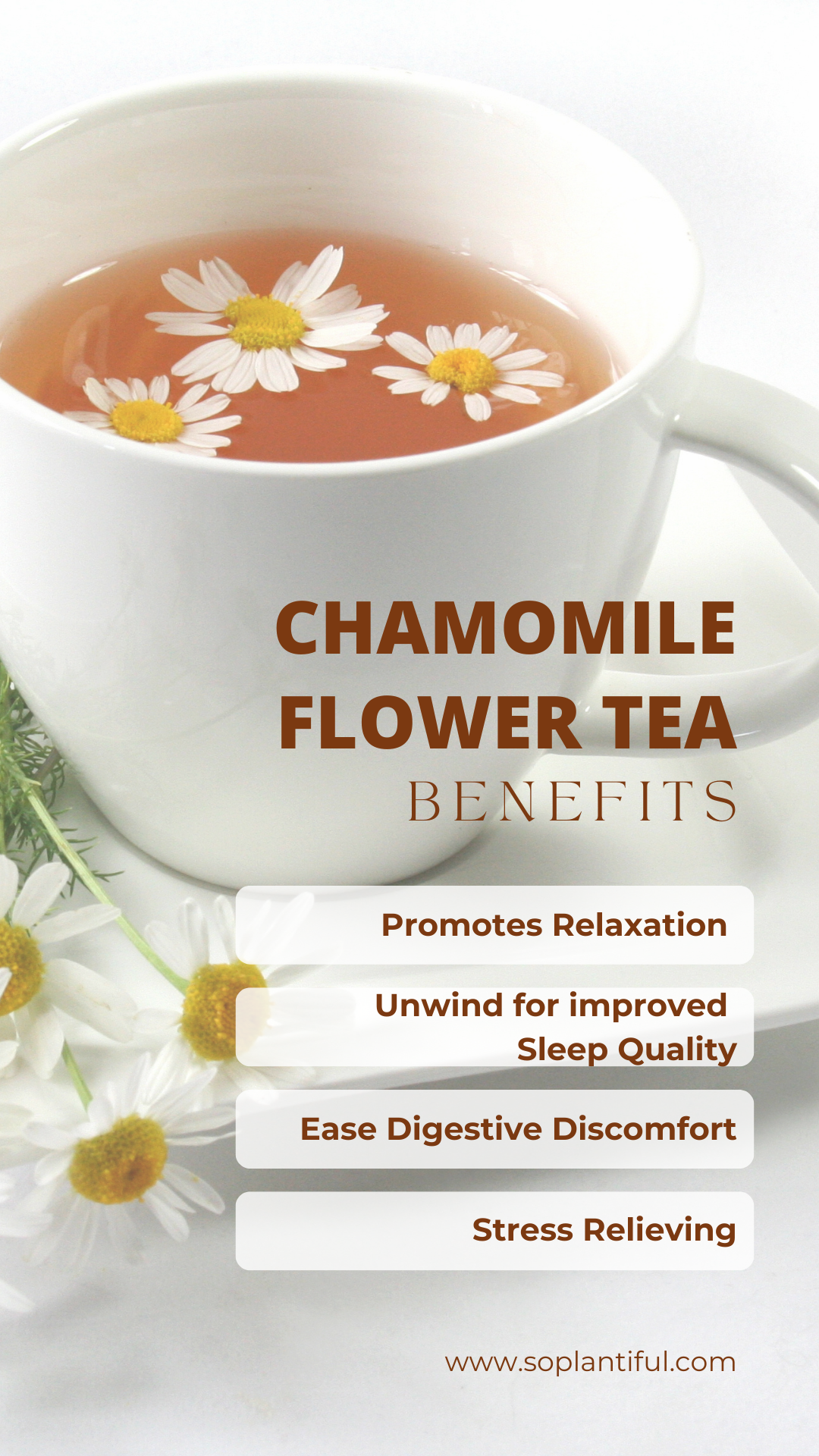 Chamomile Flower Herbal Tea