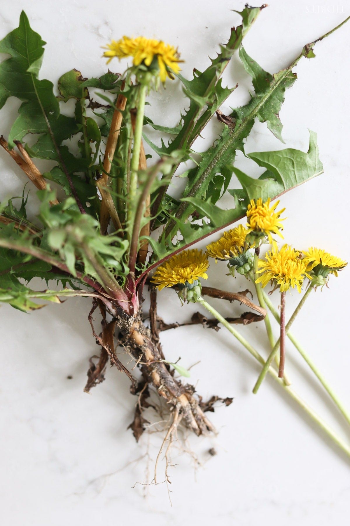 Dandelion Root Herbal Tea