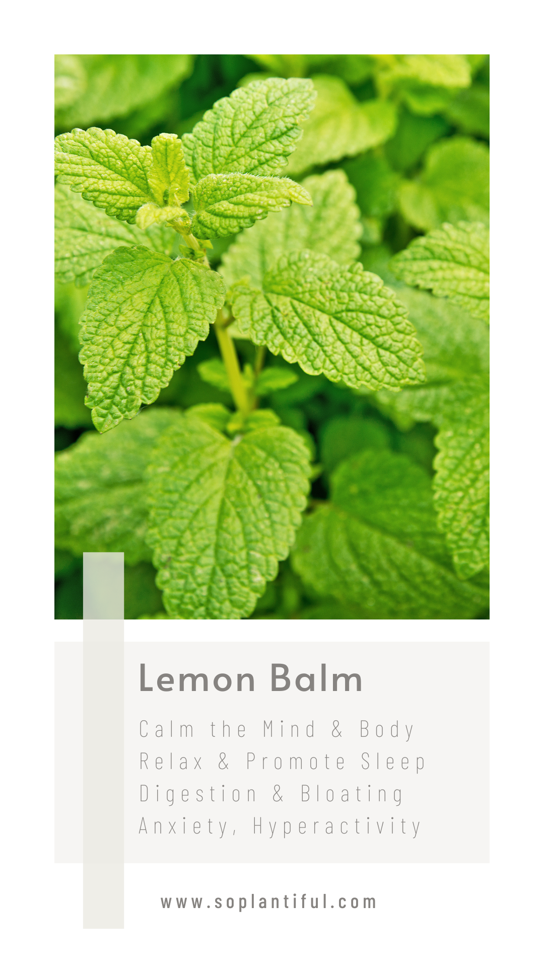 Lemon Balm Tea