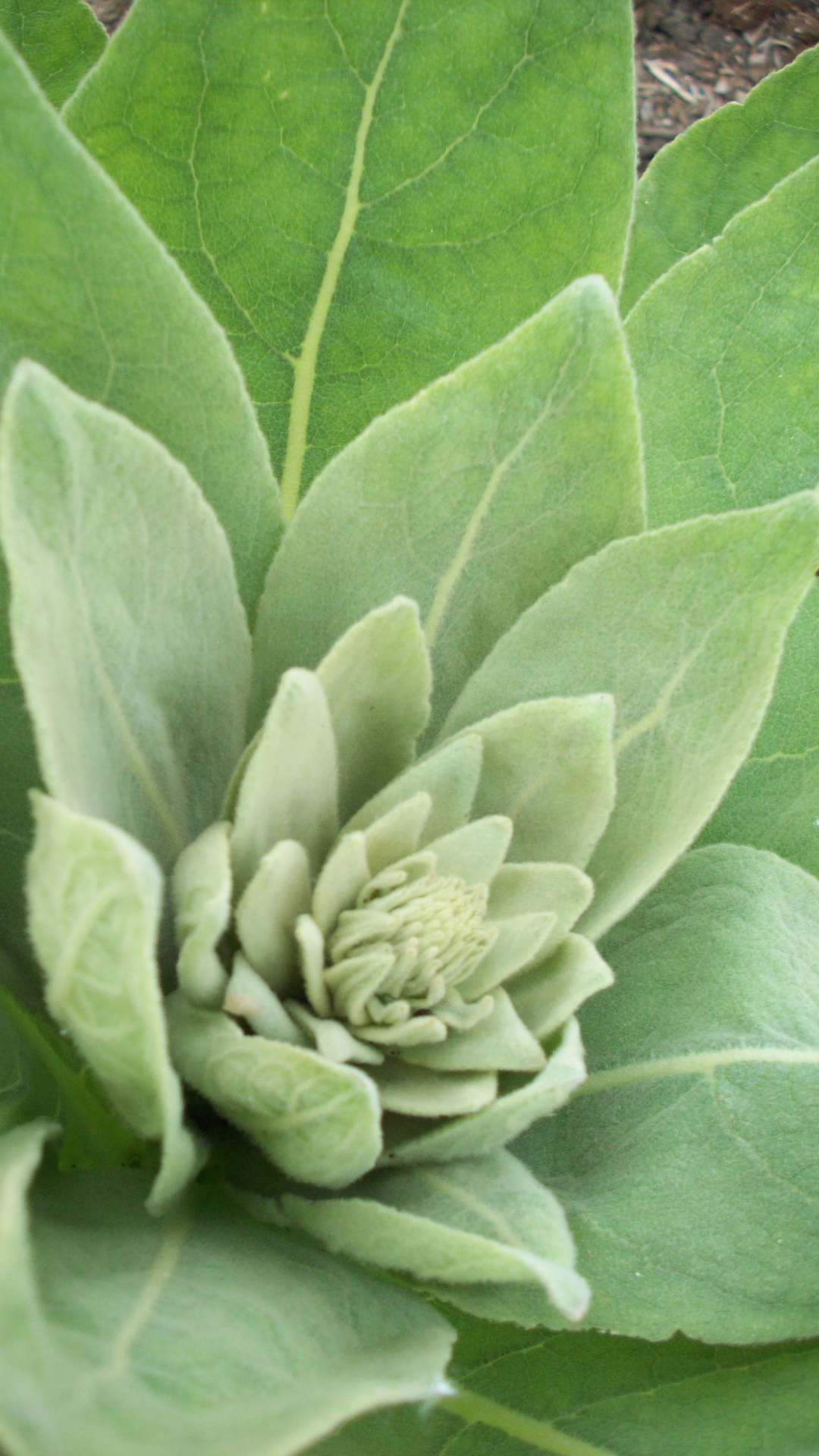 Mullein Loose Leaf Tea