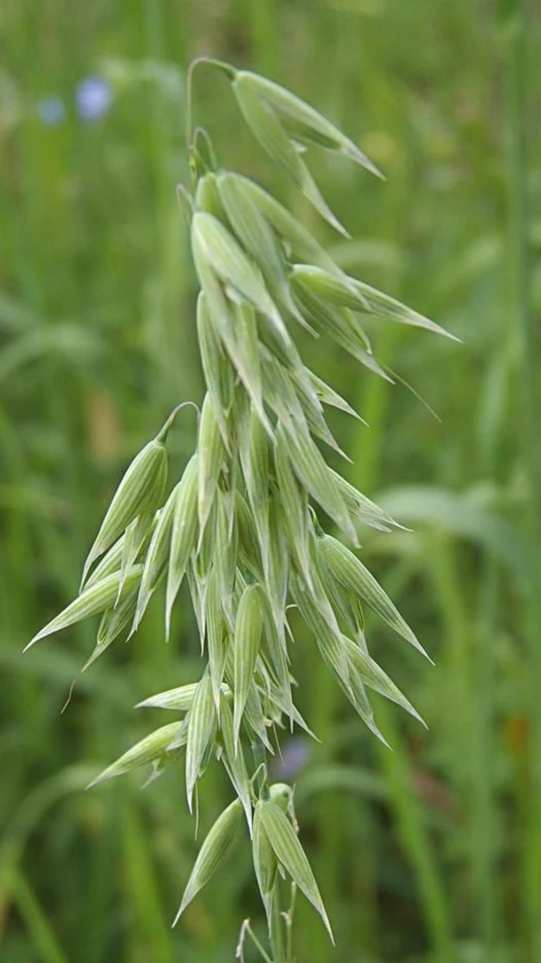Oatstraw Herbal Tea