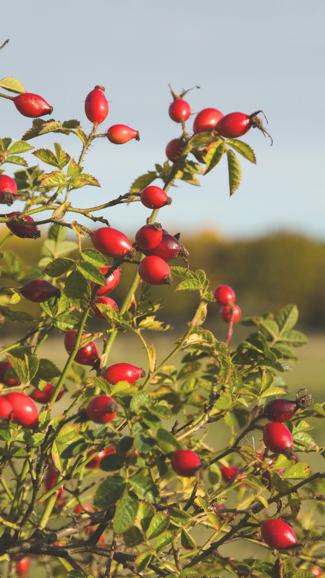 Rosehips Tea Taster