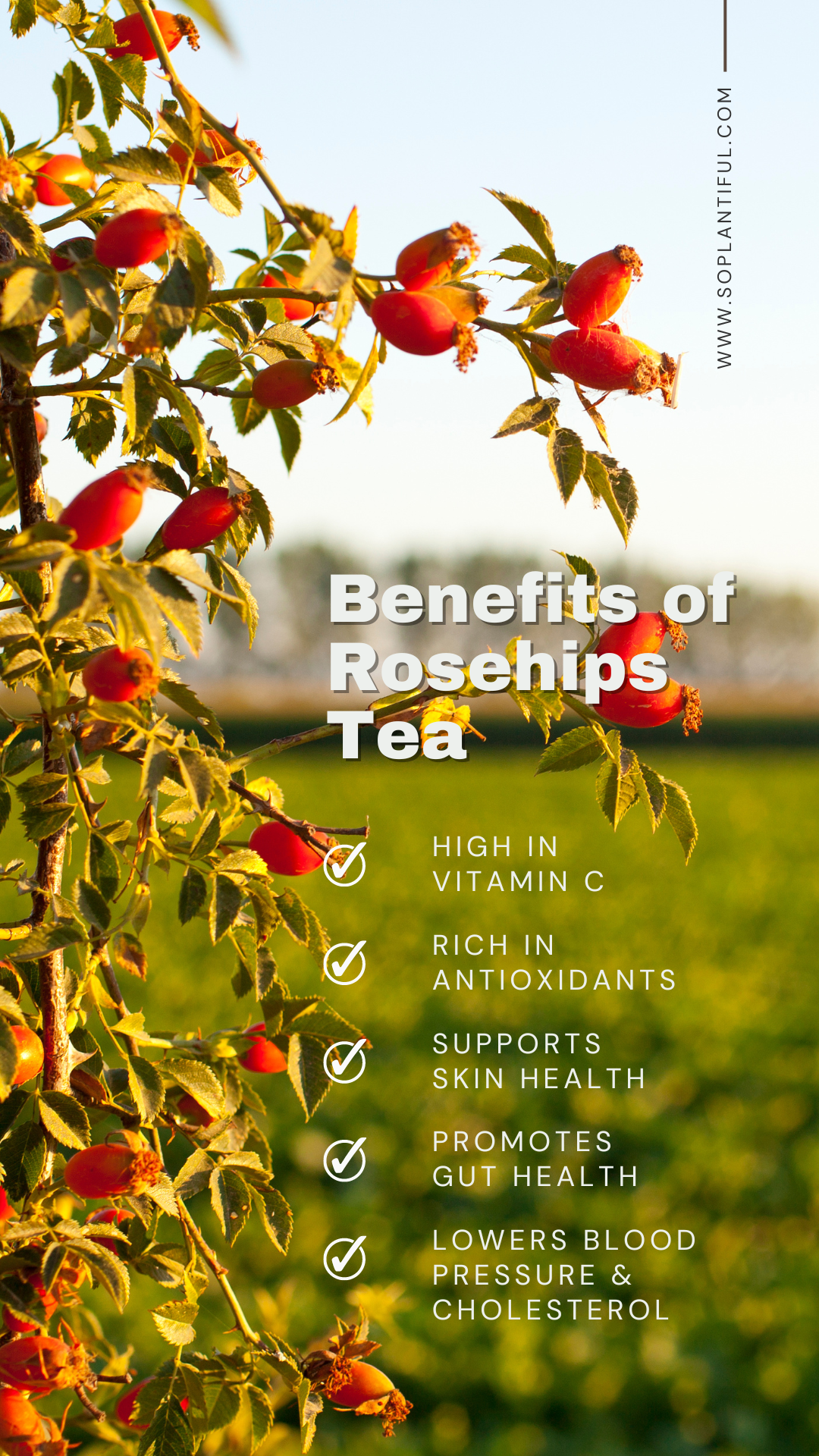 Rosehips Tea Taster