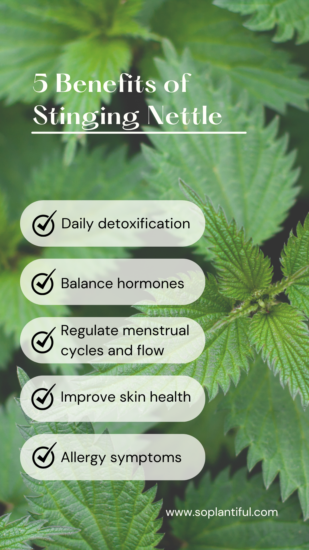 Stinging Nettle Herbal Tea - Detox, Hormone Balance, Menstrual Cycle, Skin Health