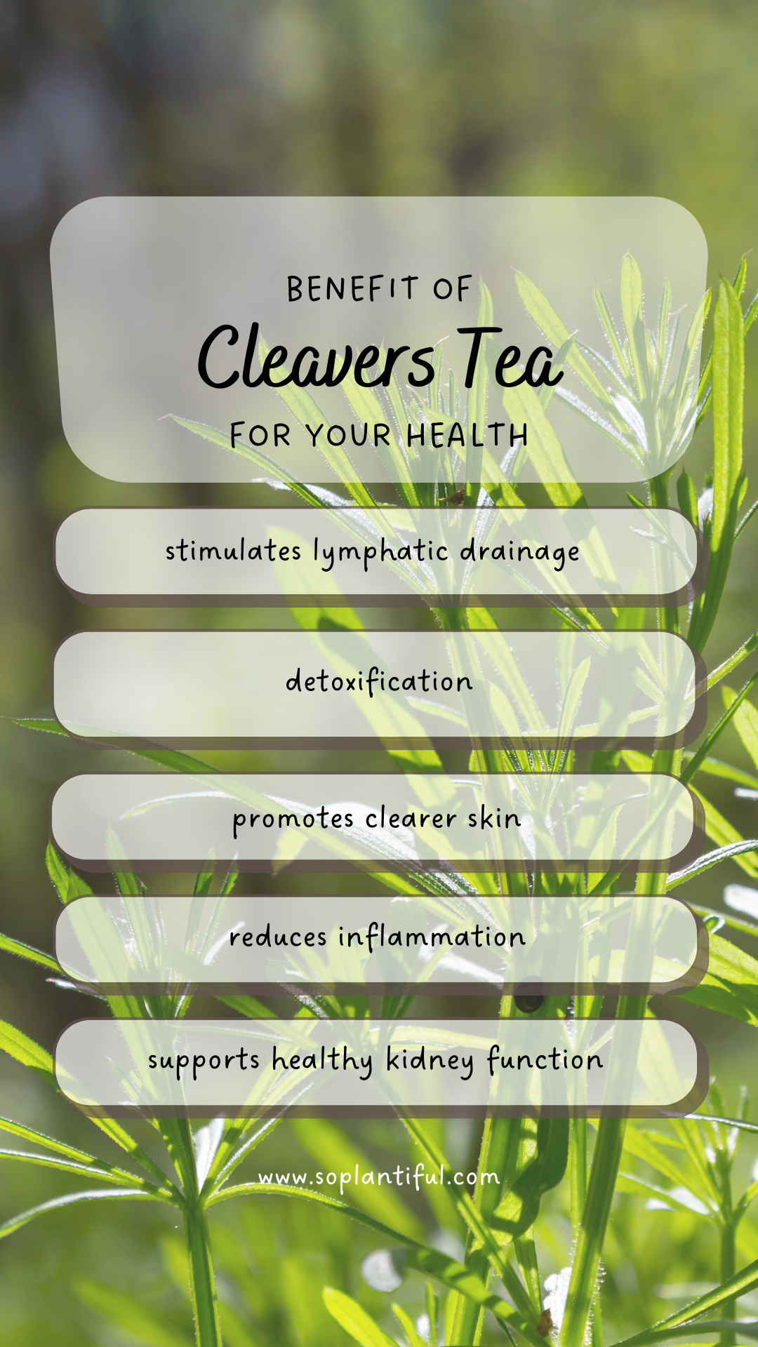Cleavers Herbal Tea