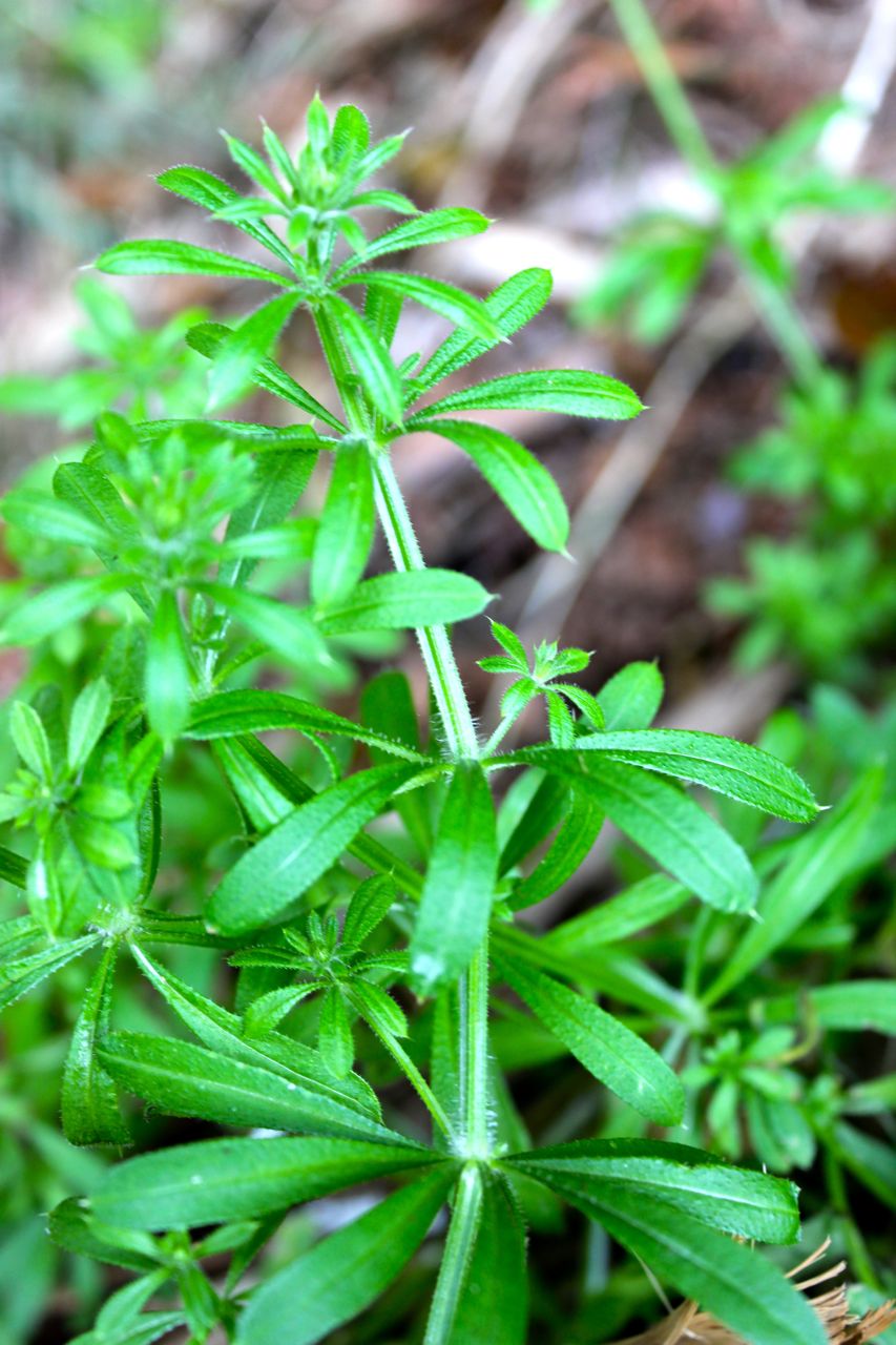 Cleavers Herbal Tea