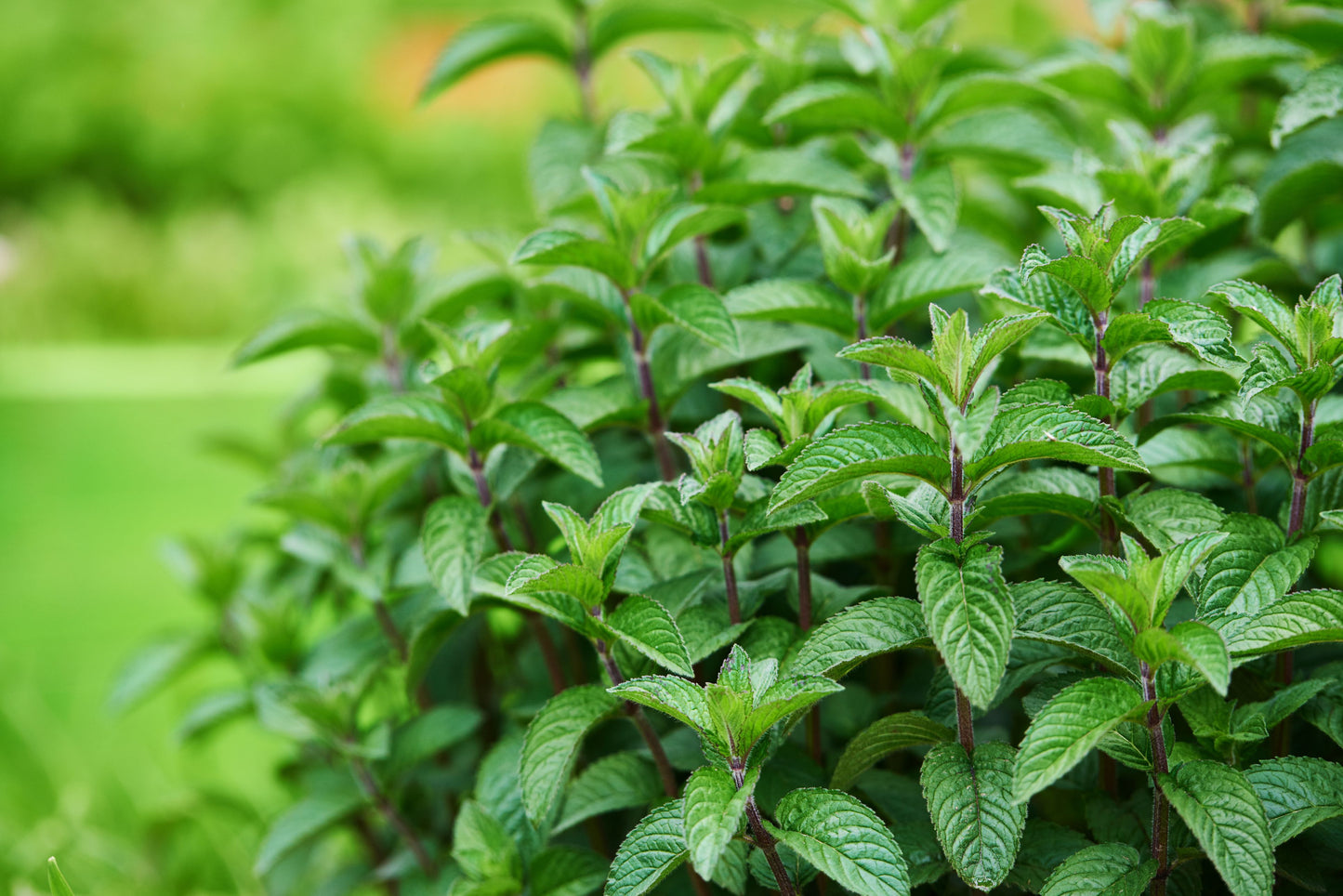 Peppermint Herb Tea
