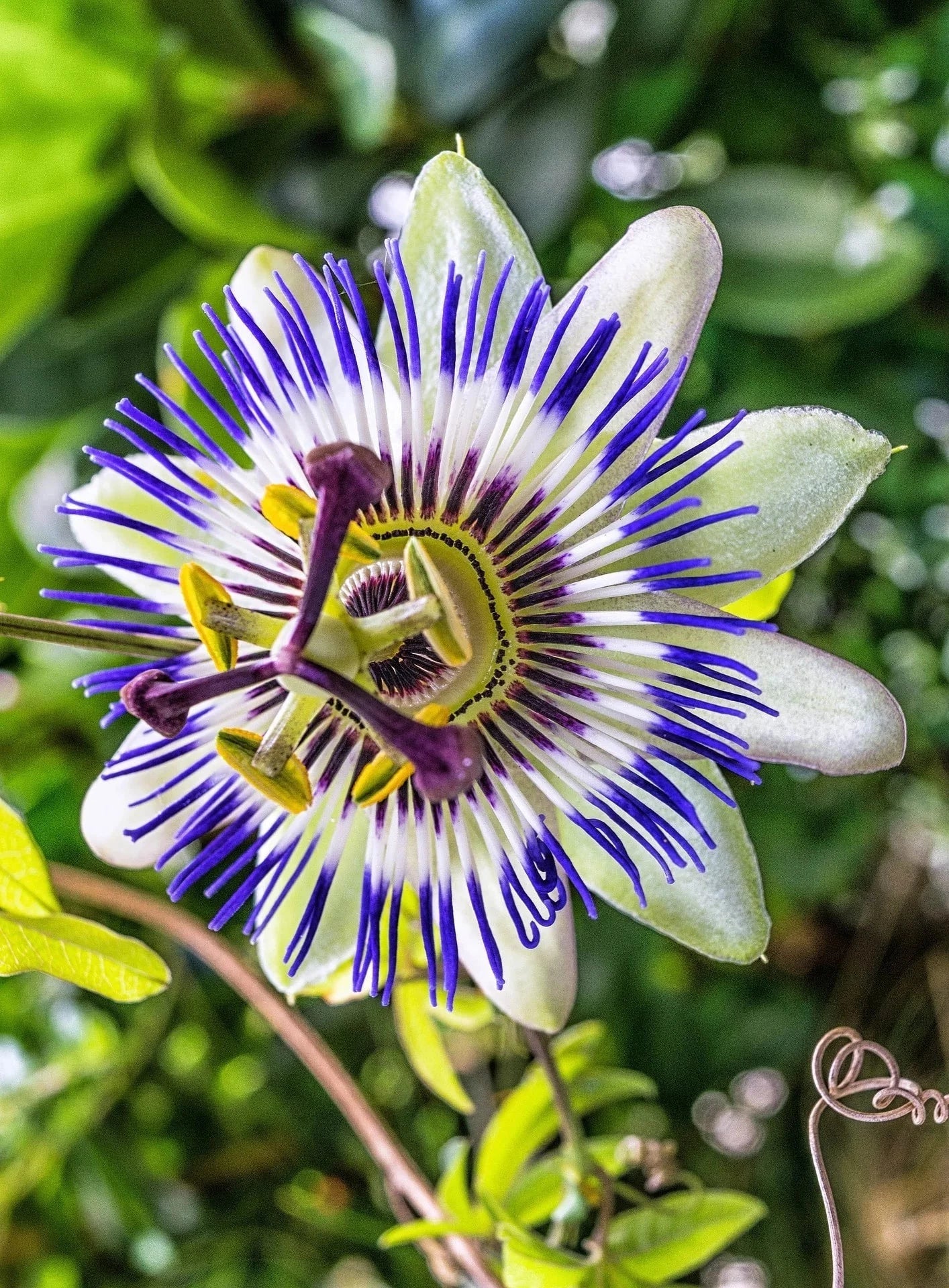 Passion Flower Loose Leaf Tea