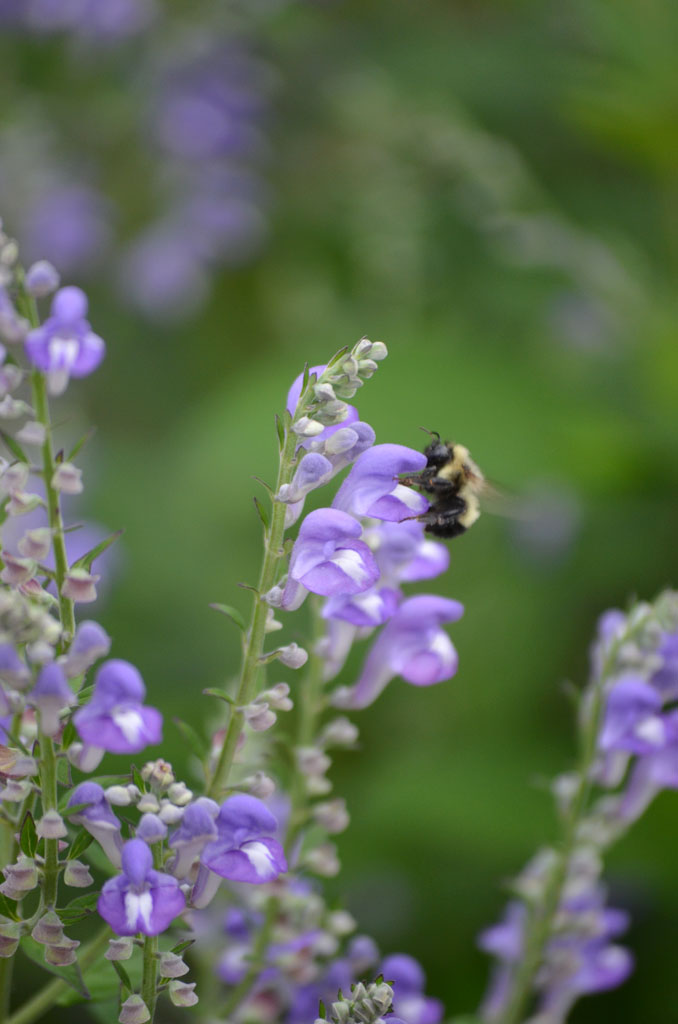 Skullcap Herbal Tea