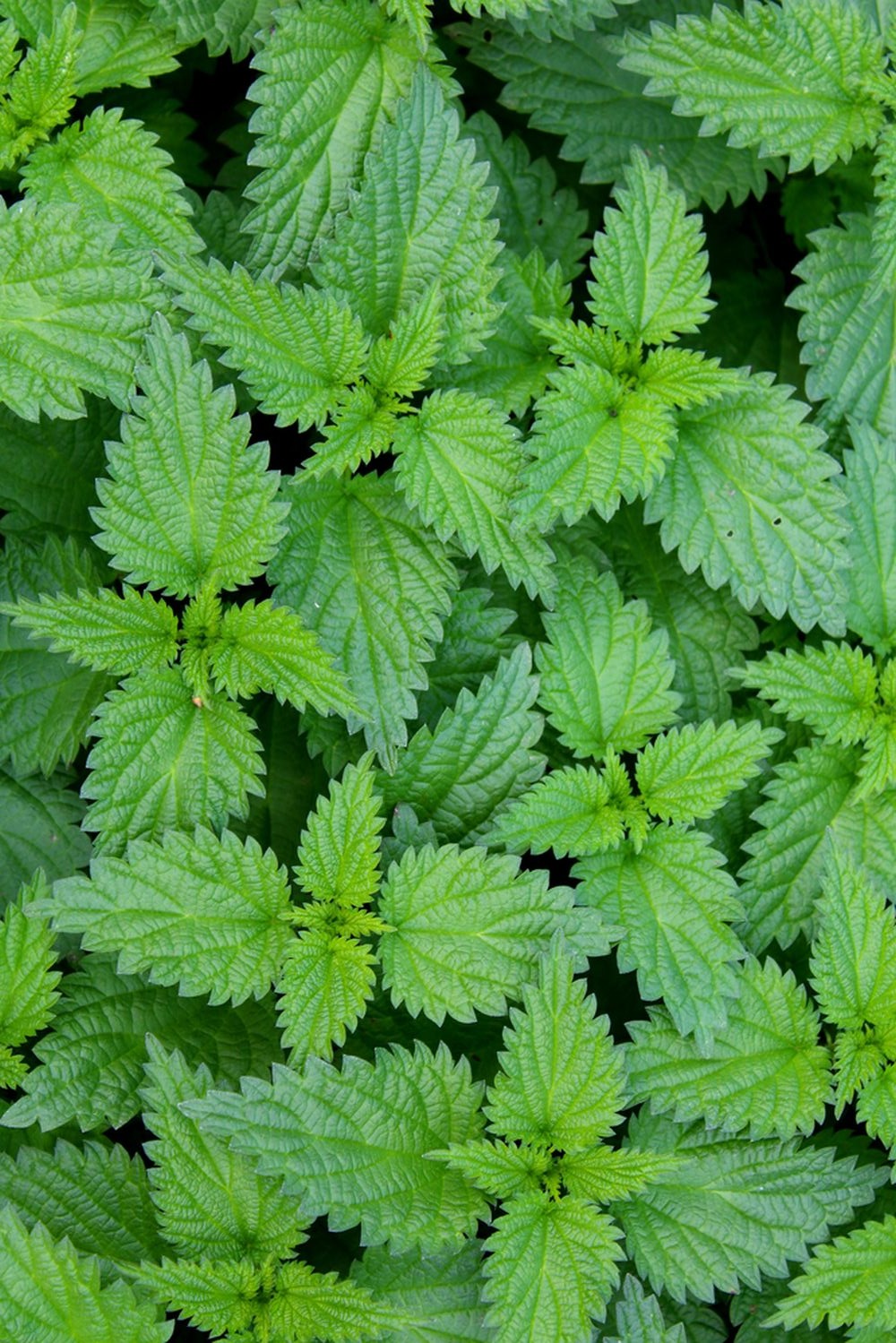 Stinging Nettle Herbal Tea - Detox, Hormone Balance, Menstrual Cycle, Skin Health
