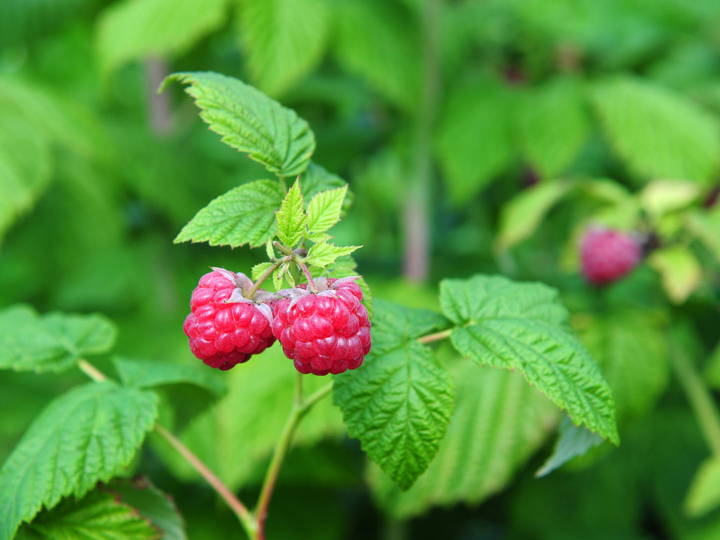 red-raspberry-leaf