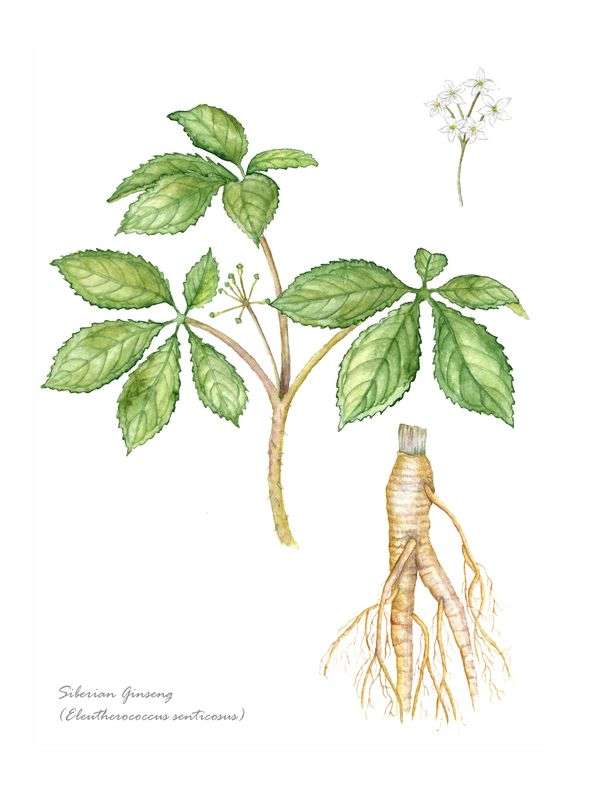 Siberian Ginseng Tincture