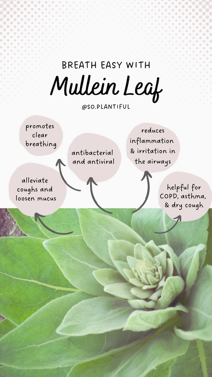 Mullein Loose Leaf Tea