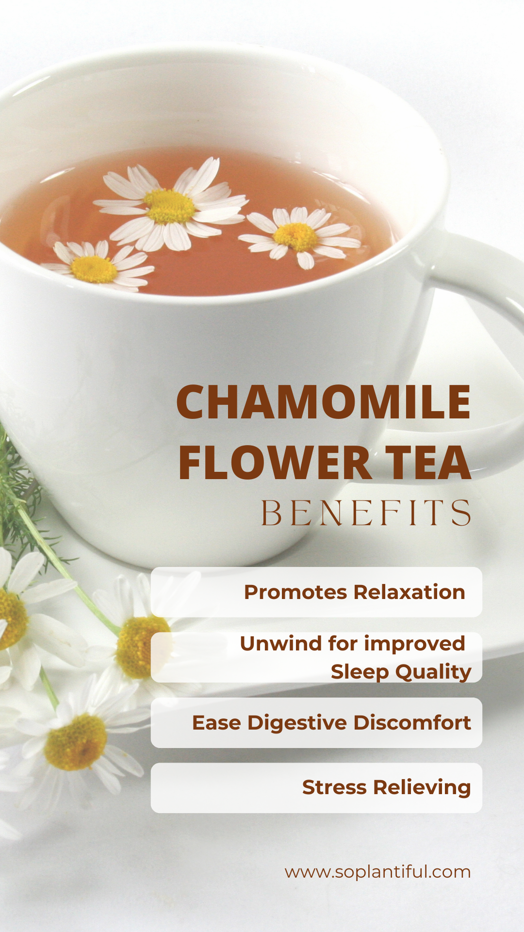 Chamomile Flower Herbal Tea 