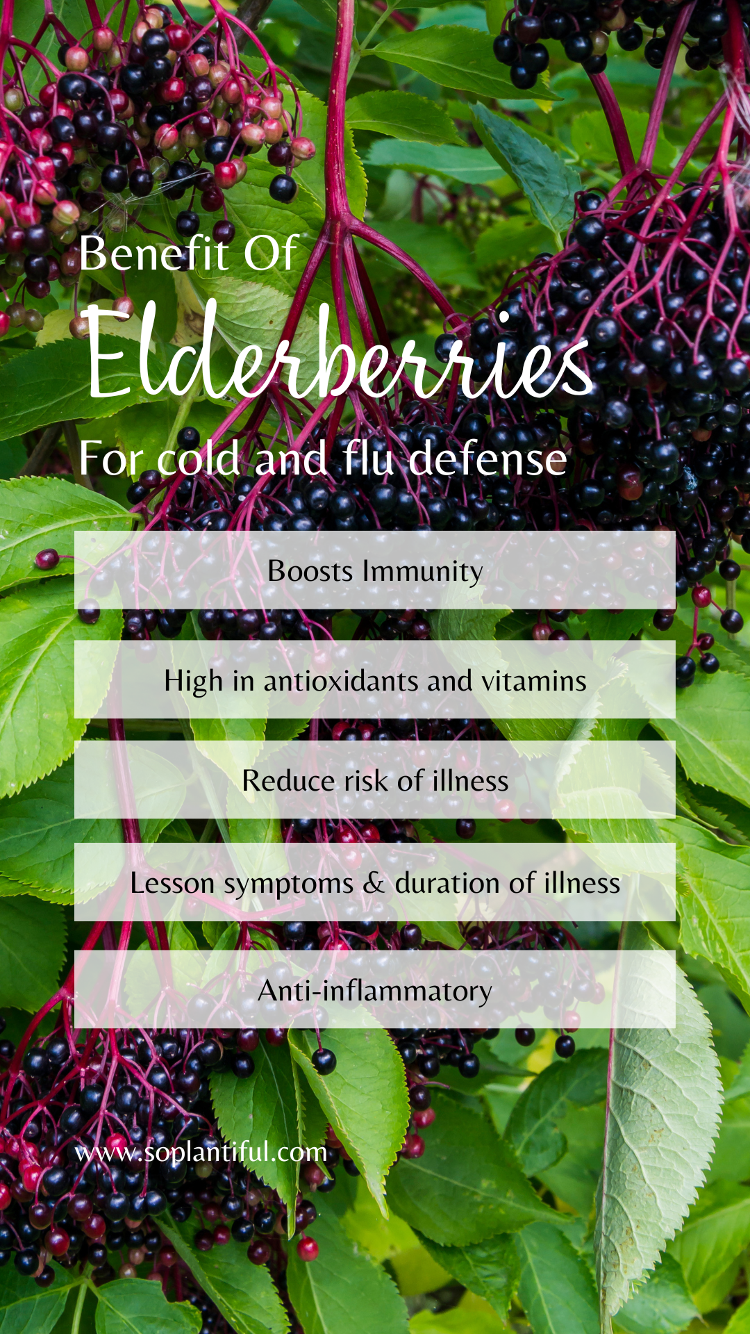 Elderberry Tea Blend