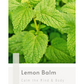 Lemon Balm Tea 