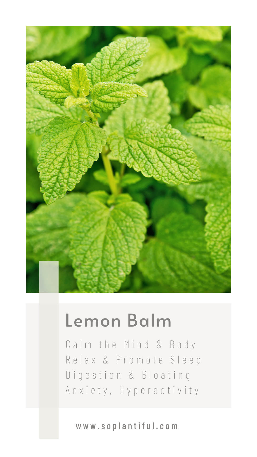 Lemon Balm Tea 