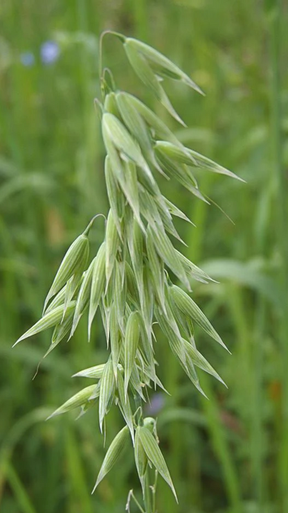 Oatstraw Herbal Tea