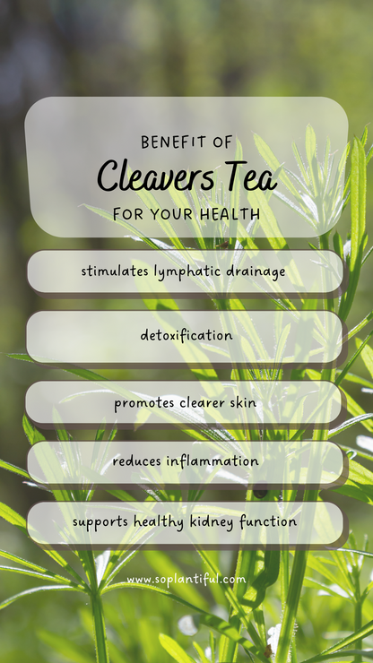 Cleavers Herbal Tea