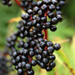 Elderberry Tea Blend