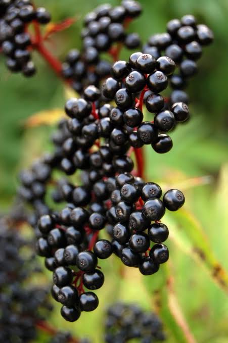 Elderberry Tea Blend