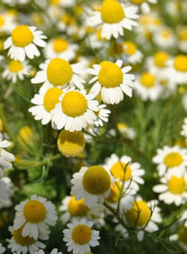 Chamomile Flower Herbal Tea 