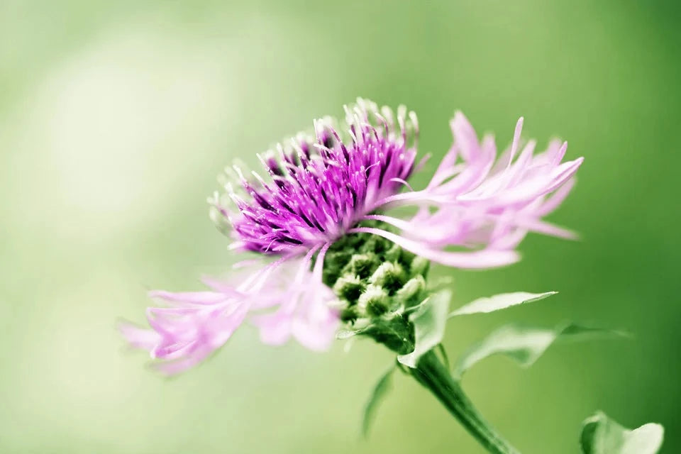 Milk Thistle Tea