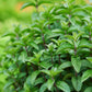 Peppermint Herb Tea