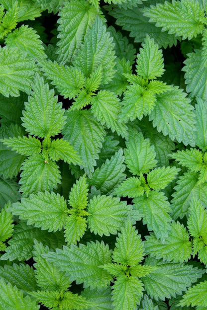 Stinging Nettle Herbal Tea - Detox, Hormone Balance, Menstrual Cycle, Skin Health