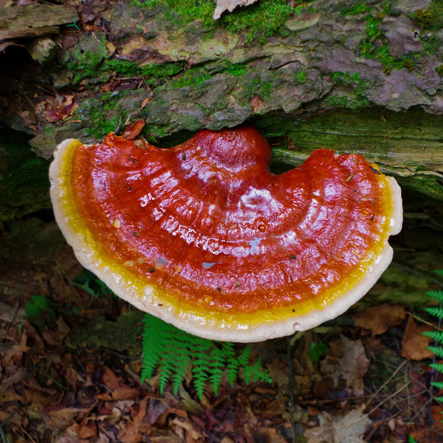 Reishi Mushroom Find Your Zen